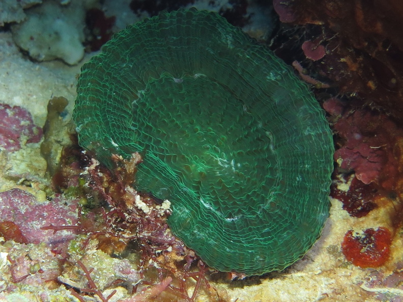 66 Solitary Disk Coral IMG_4008.jpg